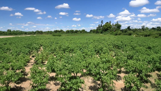 糖化の分解と予防には胡麻の葉。青蘘（せいじょう）粉末で体の焦げ（AGEs）対策