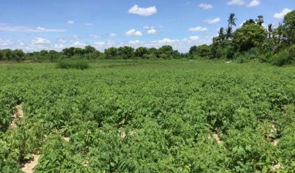 青蘘(せいじょう)粉末