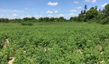 青蘘(せいじょう)粉末